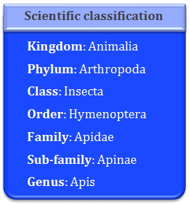 Apiculture, Apis, apinae, apidae, hymenoptera, insecta, animalia, arthropoda, scientific classification